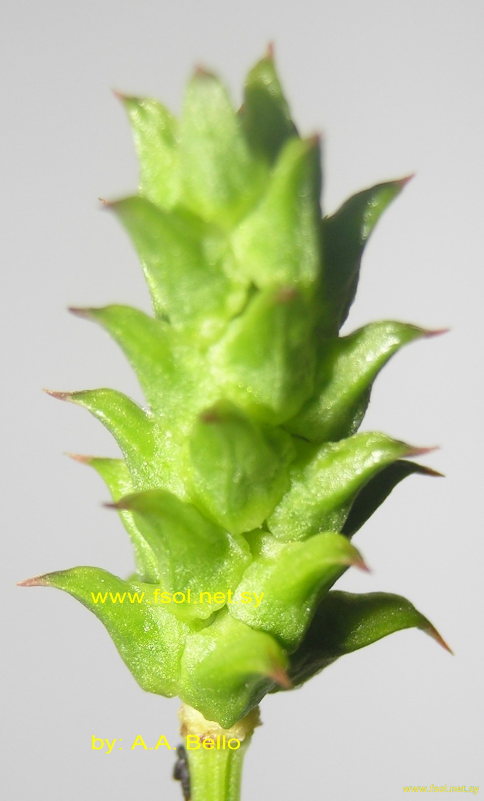 Adonis aleppica Boiss.